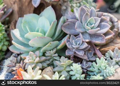 Succulents or cactus in desert botanical garden with sand stone pebbles background for decoration and agriculture concept design.