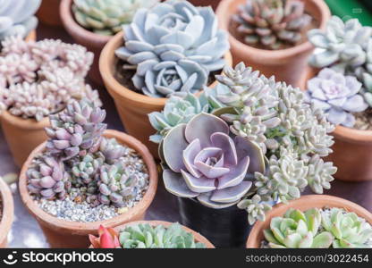Succulents or cactus in desert botanical garden with sand stone pebbles background. succulents or cactus for decoration and agriculture concept design.