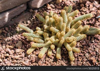 Succulents or cactus in desert botanical garden with sand stone pebbles background. succulents or cactus for decoration and agriculture concept design.