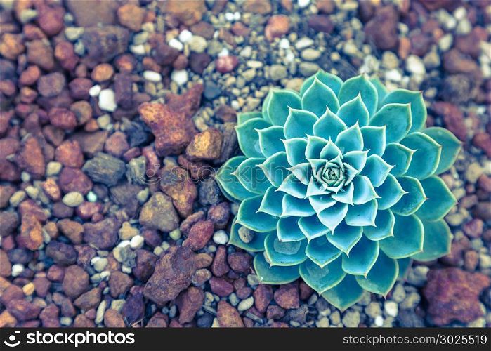 Succulents or cactus in desert botanical garden with sand stone pebbles background. succulents or cactus for decoration and agriculture concept design. Vintage color.