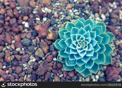 Succulents or cactus in desert botanical garden with sand stone pebbles background. succulents or cactus for decoration and agriculture concept design. Vintage color.