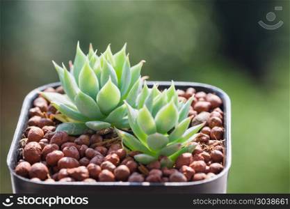 Succulents or cactus in desert botanical garden with sand stone pebbles background for decoration and agriculture concept design.