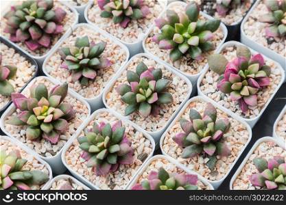 Succulents or cactus in desert botanical garden with sand stone pebbles for decoration and agriculture design. Anacampseros rufescens