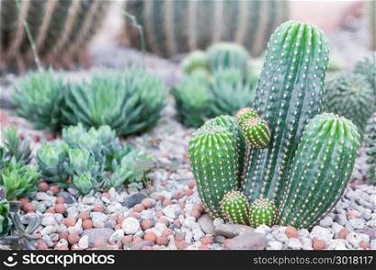 Succulents or cactus in desert botanical garden with stone pebbles background for decoration and agriculture concept design.