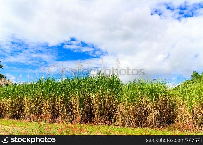 Sugar beet growing in a field against a blue and cloudy sky, Queensland, Australia