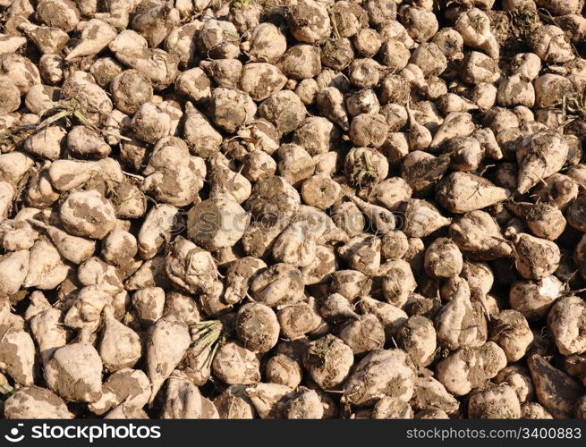 Sugar beets