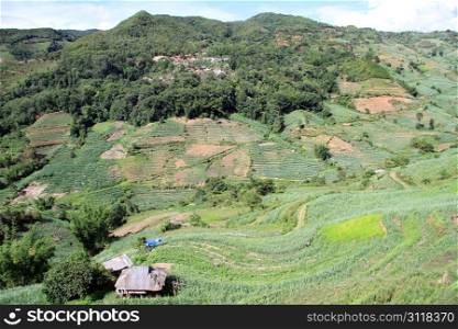 Sugar cane and tea plantations in valley. Yunnan, China