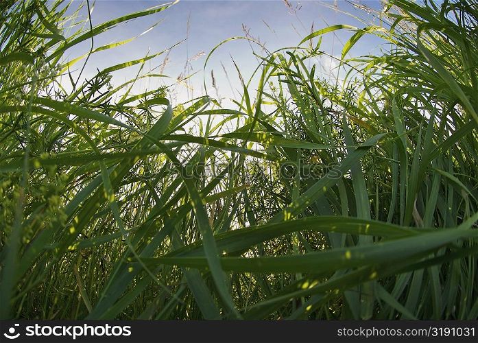 Sugar cane crop in a field