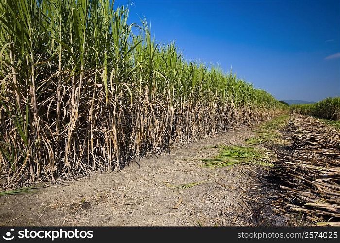 Sugar cane crop in a field, Tamasopo, San Luis Potosi, Mexico