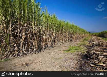 Sugar cane crop in a field, Tamasopo, San Luis Potosi, Mexico