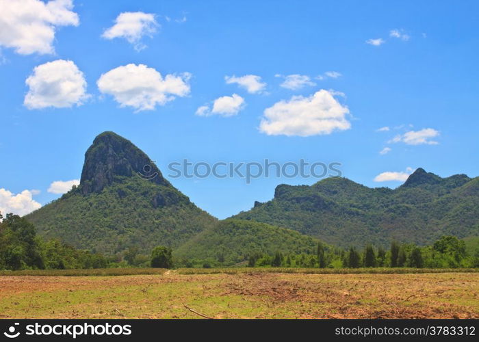 sugar cane field near a mountain and blue sky background