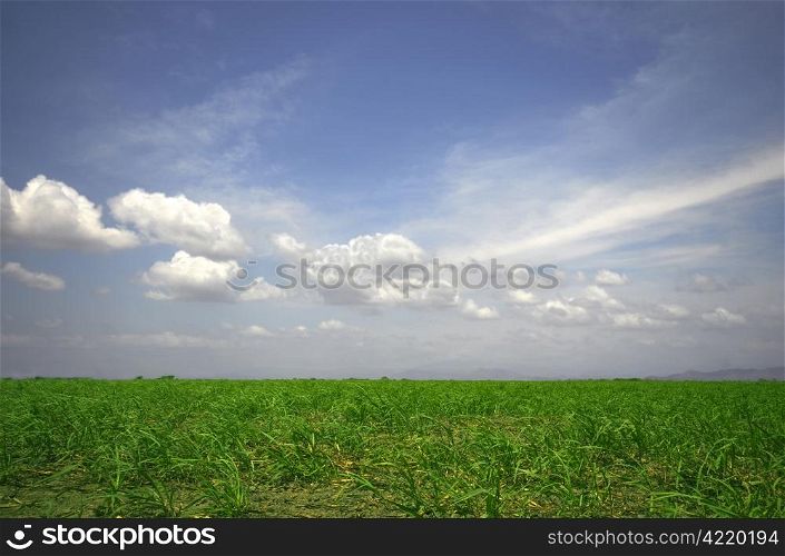 Sugar cane field with a beautiful sky and the sun shining