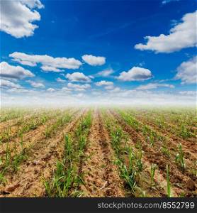 sugar cane firld and blue sky with clouds in agriculture field.