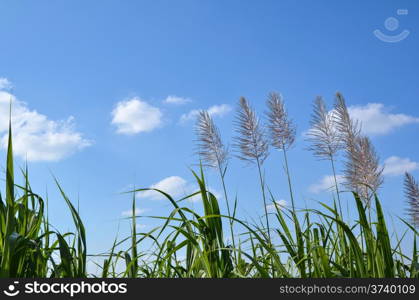 Sugar cane flowers at the island Okinawa in Japan