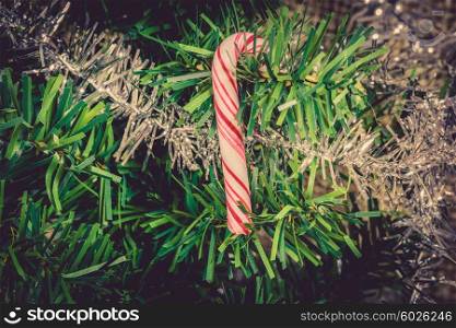 Sugar cane hanging on a green twig on a Christmas tree
