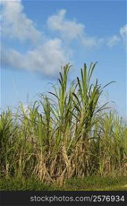 Sugar cane in a field, Hawaii Islands, USA