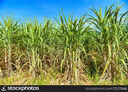 Sugar cane plantation crops in green, Tropical tree plant sugar cane leaves of the green fields nature agricultural farm, sugarcane plant in blue sky