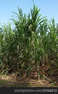 Sugar Cane Plantation, Guadeloupe, Caribbean