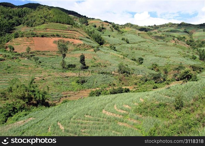 Sugar cane plantation in Yunnan, China