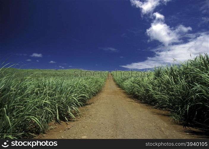 sugar cane plantation on the island of Mauritius in the indian ocean. INDIAN OCEAN MAURITIUS SUGAR CANE PLANATION