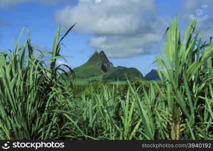 sugar cane plantation on the island of Mauritius in the indian ocean. INDIAN OCEAN MAURITIUS SUGAR CANE PLANATION