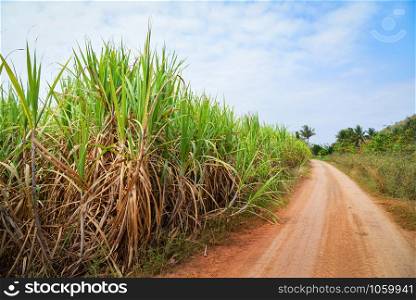 Sugar cane tree growing in the sugarcane field farm with blue sky and dirt gravel road in agriculture countryside