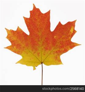 Sugar Maple leaf in Fall color against white background.