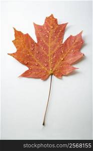 Sugar Maple leaf in Fall color sprinkled with water droplets against white background.
