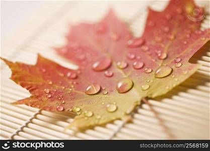 Sugar Maple leaf in Fall color sprinkled with water droplets resting on bamboo mat.