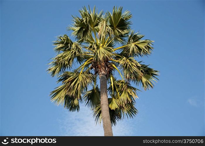 Sugar palm is the only major high into the sky behind the dark color.