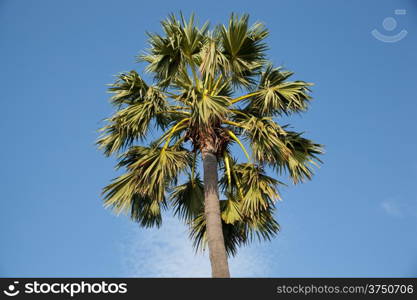 Sugar palm is the only major high into the sky behind the dark color.