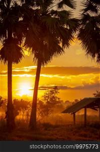 Sugar palm tree and old hut in the morning with the beautiful sunrise sky. Golden sunrise sky in rural with grass field and mist above the grass. Country view. Sunrise shine behind palm tree and hut.