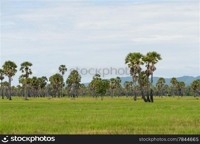Sugar palm tree on rice field