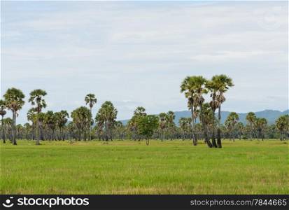 Sugar palm tree on rice field
