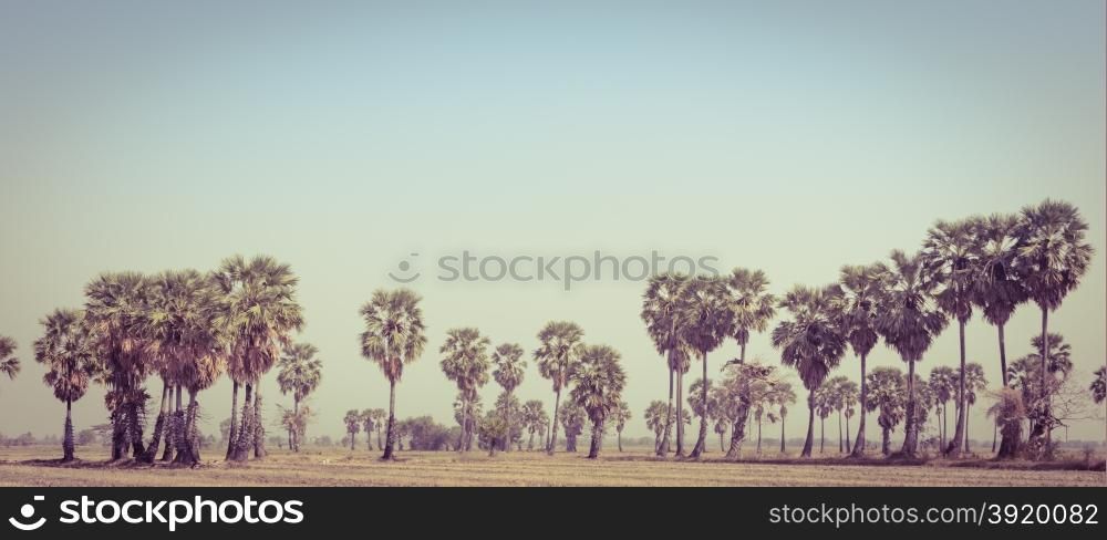 Sugar palms (borassus flabellifer) on field in Petchaburi, Thailand