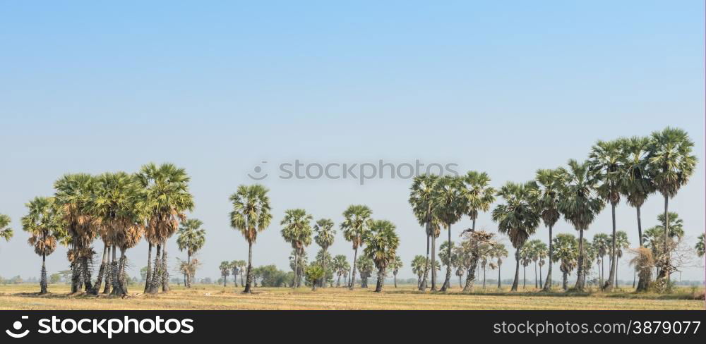 Sugar palms (borassus flabellifer) on the rice field after harvested in Petchaburi, Thailand