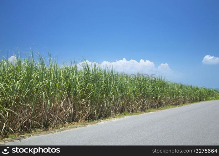 Sugarcane