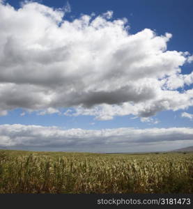 Sugarcane crop field in Maui, Hawaii.