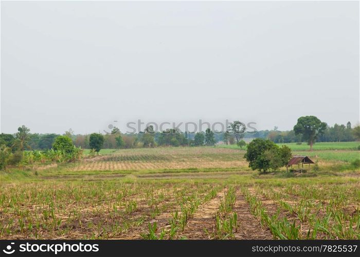 Sugarcane farming area. Sugarcane to produce sugar. A small house. In the crop area.