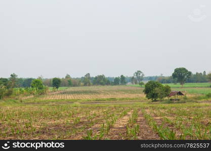 Sugarcane farming area. Sugarcane to produce sugar. A small house. In the crop area.