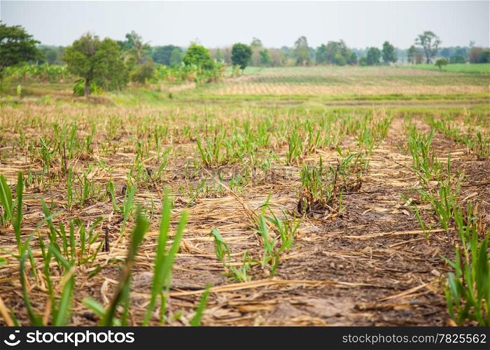 Sugarcane farming area. Sugarcane to produce sugar. A small house. In the crop area.