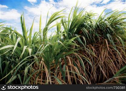 Sugarcane in field at the sky with sunlight.