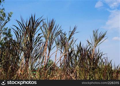 Sugarcane planted on the field with blue sky in summer.