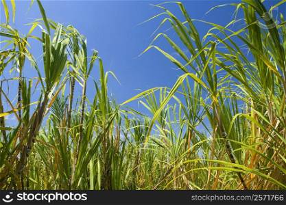Sugarcane plants in a field, Akaka Falls State Park, Hilo, Big Island, Hawaii Islands, USA
