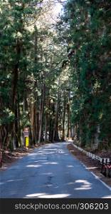 Suginami Cedar Avenue in Nikko. The longest tree lined avenue in the world with 35 km of 400-year old, 30 meter-tall Japanese cedar trees.