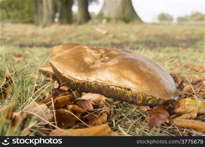 Suillus bovinus mushroom in the National Park De Hoge Veluwe, Netherlands.