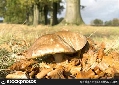 Suillus bovinus mushroom in the National Park De Hoge Veluwe, Netherlands.