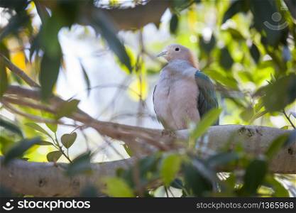 Sulawesi Green Imperial-pigeon of Indonesia in the Tree.