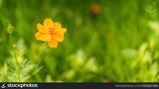 Sulfur Cosmos, Yellow cosmos flower on green leaf background in garden.