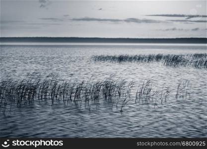 Sullen landscape of the lake with reeds